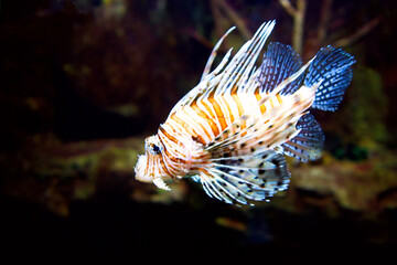 Fototapeta na wymiar Poisonous Lionfish. Pterois volitans.