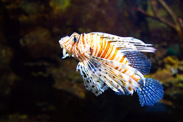 Fototapeta na wymiar Poisonous Lionfish. Pterois volitans.