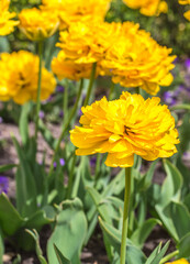 Terry yellow tulips on the flowerbed