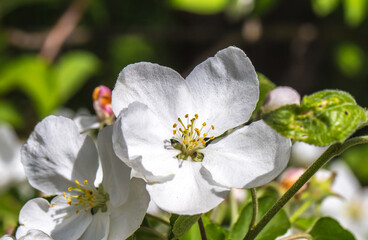 flowering Crabapple tree closeup