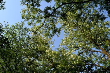白い花と新緑の木と青空