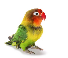 Lovebird isolated on white Agapornis fischeri