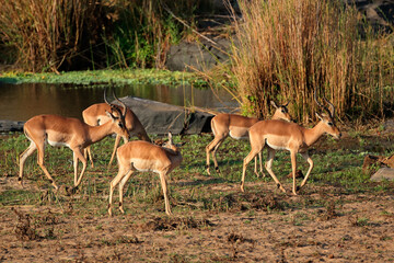 Naklejka na ściany i meble A small herd of impala antelopes (Aepyceros melampus), Kruger National Park, South Africa.