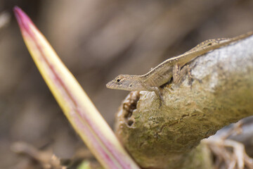 Close up on Hawaiian lizard or gecko 