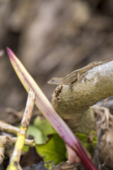 Hawaiian lizard or gecko