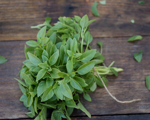 frisches Basilikum für Pesto