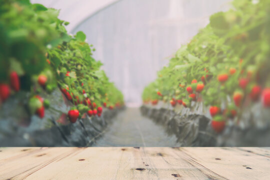 strawberry garden blur and wooden platform