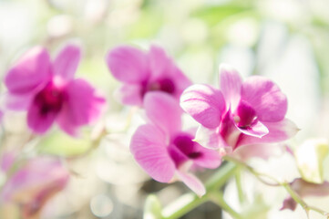 Fototapeta na wymiar purple orchid flower in the garden , colorful flowers