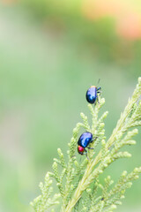 Naklejka premium ladybugs in ourdoors , Insect on the tree