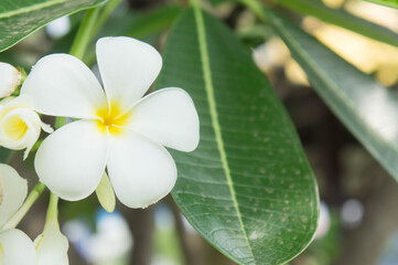 Plumeria flowers ,white flowers