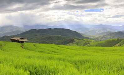 Fototapeta premium Raining on green rice terrace field and cloudy sky. at Baan Pa Bong Pieng mountain valley, northern of Chiang Mai, Thailand.