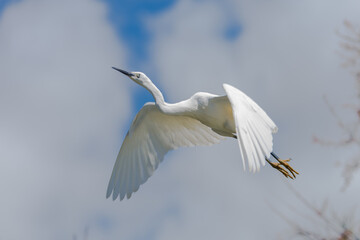 White egret, Ardea garzetta flying