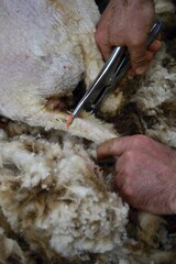 Stretching elastic bands to the tails of sheep.