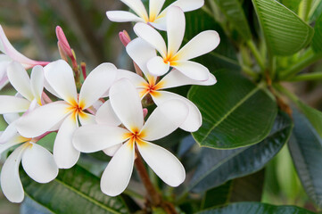 Plumeria white flowers in the garden
