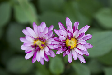 Fototapeta premium ダリア