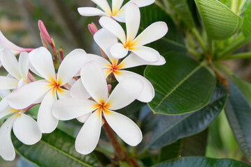 Plumeria white flowers in the garden