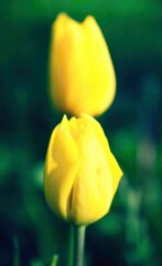 Yellow tulips.