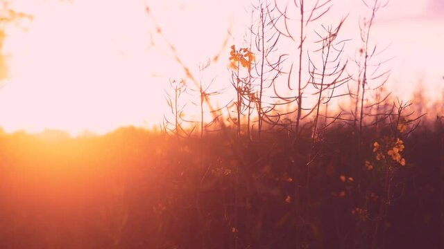 Efektowny zach&oacute;d słońca słońce kinematografia filmowy efekt r&oacute;ż czerwień słońca na tle natura źdźbło trawa słońce rzepak ż&oacute;łty kwiat