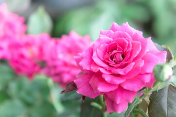 pink roses in the garden with sunlight morning day