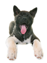 puppy american akita