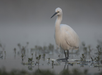 Little Egret in Misty morning