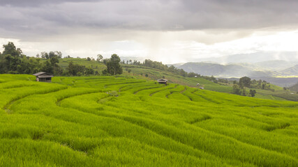 Fototapeta na wymiar Raining on green rice terrace field and cloudy sky. at Baan Pa Bong Pieng mountain valley, northern of Chiang Mai, Thailand.