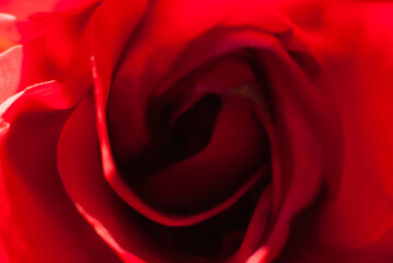 Makro shot of red rose