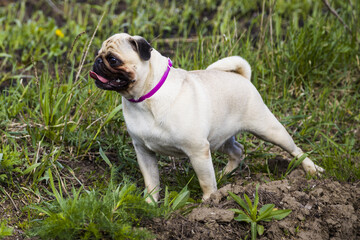 Pug  stands on the green grass outdoors