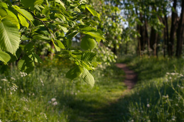 Leśna ścieżka © Mariusz Stoszewski