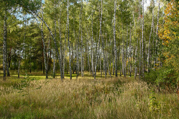 Golden autumn in the forest and bright sunlight through the leaves.