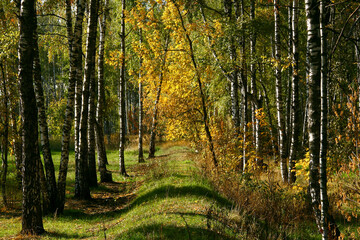Golden autumn in the forest and bright sunlight through the leaves.