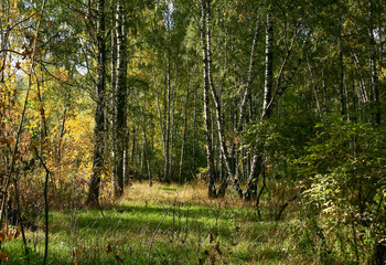 Golden autumn in the forest and bright sunlight through the leaves.