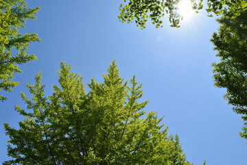 Obraz premium 新緑と青空とこもれ日