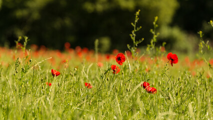Sommerliches Mohn-Wiese