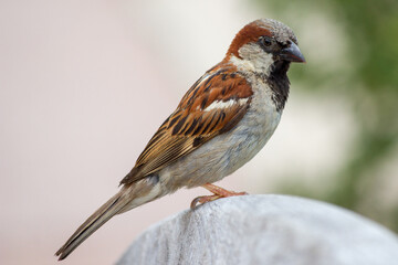 Haussperling (Passer domesticus) Spatz Männchen 