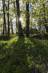Blockheide bei Gmünd, Waldviertel, Niederösterreich