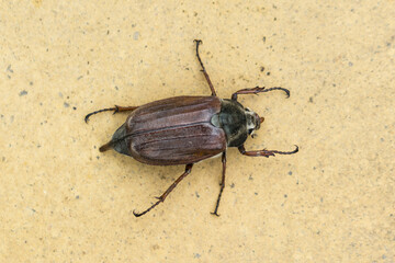 Common cockroach - Melolontha melolontha.