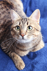Beautiful cat lying on the blue plaid