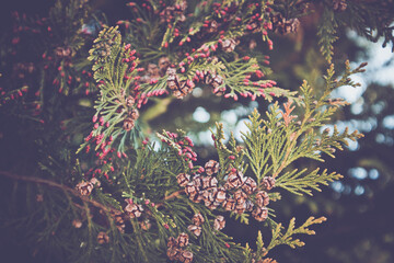 Photo depicting a branch of juniper blossoming in springtime, fruiting. New fresh brunches of evergreen juniper in the garden, Close up, blurred background. Europe, Balkan Mountains.