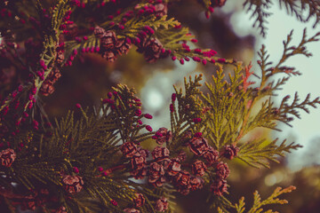 Photo depicting a branch of juniper blossoming in springtime, fruiting. New fresh brunches of evergreen juniper in the garden, Close up, blurred background. Europe, Balkan Mountains.