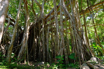 ガジュマルの大木