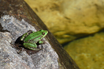 Frosch am Teich