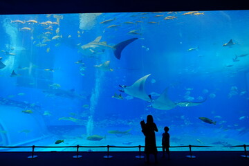 水族館とシルエット