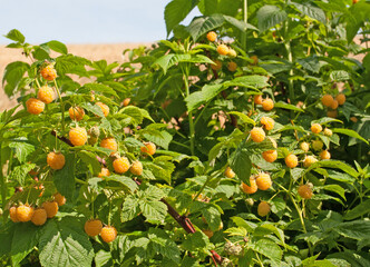 Gelbe Himbeeren, Rubus idaeus