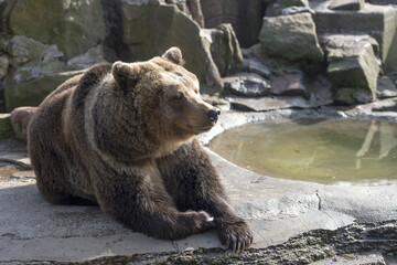 zoo park nice bear