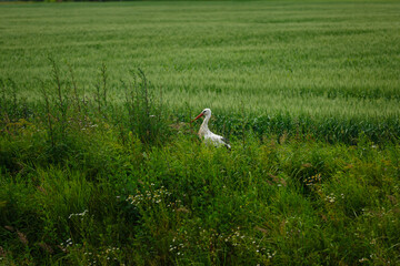 Stork standing on grass field