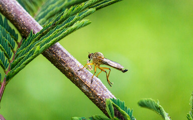 dragonfly