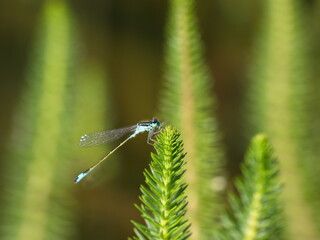 Libelle frißt Fliege - Dragonfly eats insect