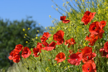 Obraz premium Mohnblumenwiese diagonal