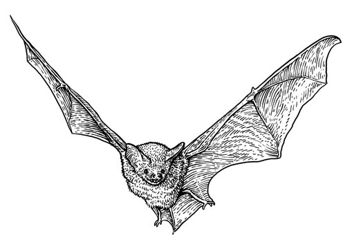 Bat illustration, drawing, engraving, ink, line art, vector
